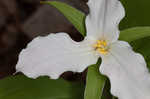 White trillium